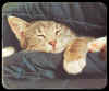 -----Offert par Pygme-----