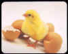 -----Offert par Sonia-----